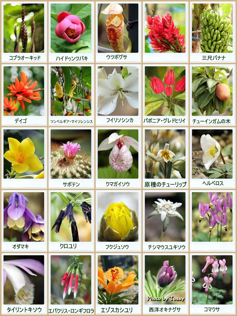 デジカメ散歩日記 咲くや あの花この花 いろんな花