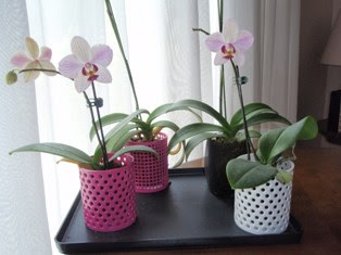 初めてのミニコチョウラン 室内 篭筒への鉢替え ペットボトル 透明ポット への芯入り衣替え 根を薄着にする本格植え替え 篭筒植えにすると 初めての人が 室内で育てても 根腐れしにくくなります ペットボトルに植えたミディー ミニ