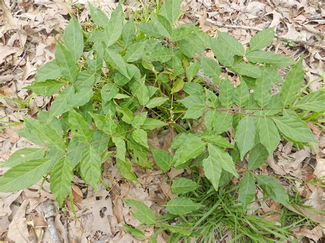 poison ivy poison oak  poison sumac