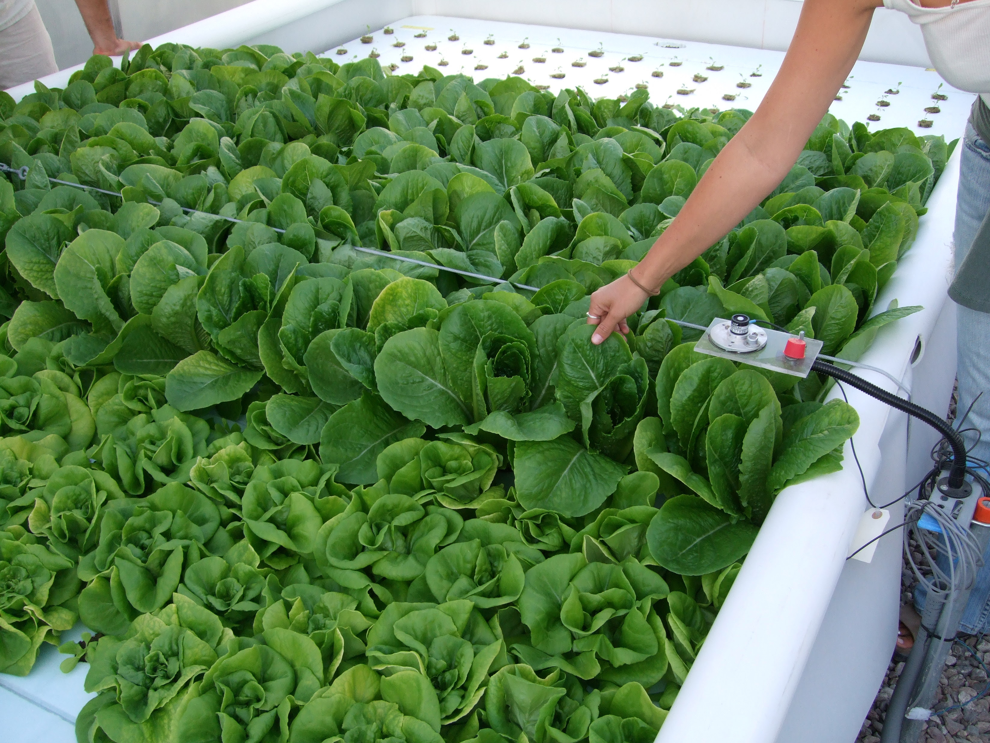 Index of /azaqua/aquaculture_images/aquaponics