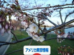にほんブログ村 海外生活ブログ アメリカ東部情報へ