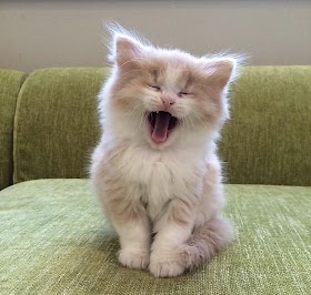 Cutest Sperlingskauz kauz tiersteckbrief nachtaktiv schützt eulen
größere sie naturparkschwarzwald