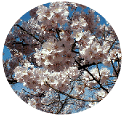 信州の桜 さくら 開花情報 信州の旅 Com