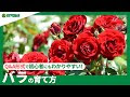 200以上 バラ 蕾 枯れる 114546-バラ 蕾 枯れる
