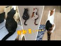 200以上 ニトリ 時計 猫 451946-ニトリ 時計 猫