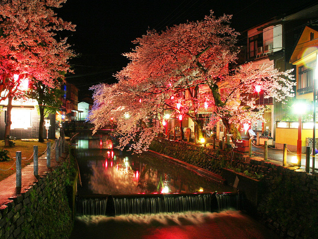 壁紙 桜のライトアップ 夜桜 兵庫と神戸の写真ブログ
