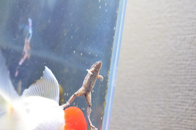 金魚と熱帯魚他との混泳 番外編 適当金魚