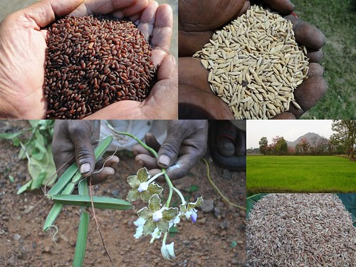Validated and Potential Medicinal Rice Formulations for Diabetes Type 2 and Leukemia Complications (TH Group-198) from Pankaj Oudhia’s Medicinal Plant Database