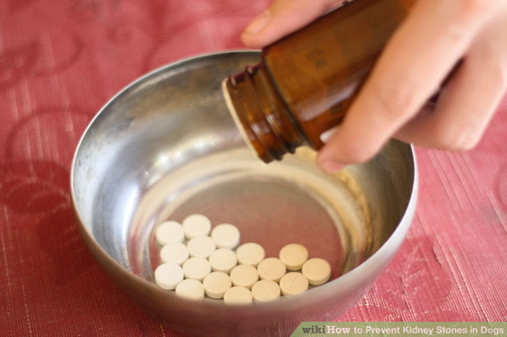Prevent Kidney Stones in Dogs Step 8 Version 2.jpg