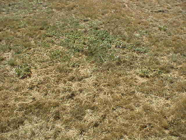 billy the kid grave site. the real grave site was,
