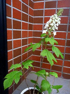 カシワバアジサイ 柏葉紫陽花