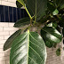 Ficus Audrey Care / Are ficus audrey difficult to care for?