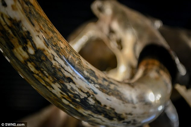 Mr Rylands added: 'It's not like a number 14 bus, there isn't going to be another one coming along.' Last year, a diplodocus skeleton sold at auction for more than £400,000 ($654,000)