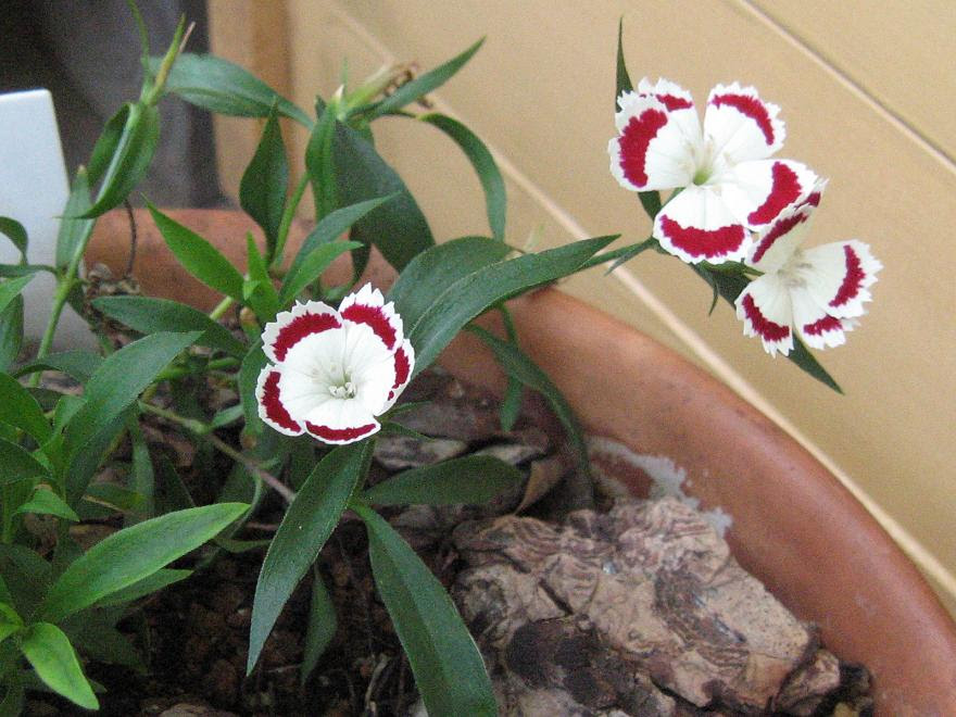 オリビア ベランダガーデニング ベランダの花日記 １