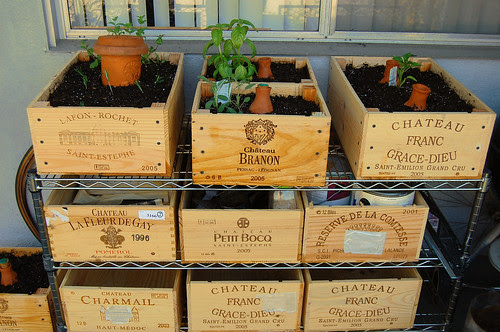 Self Watering Pots