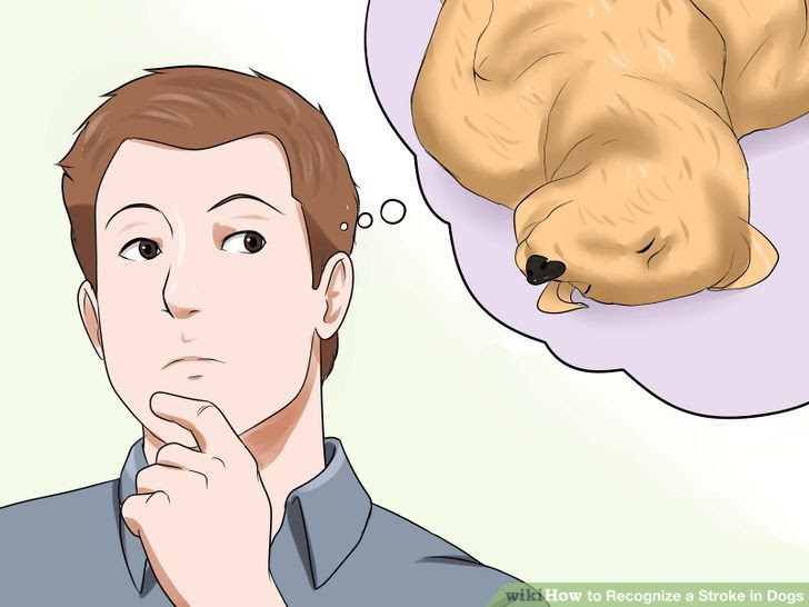 Recognize a Stroke in Dogs Step 13.jpg