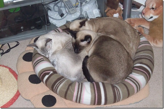 13403350_10209978850050538_1176768440950410967_o