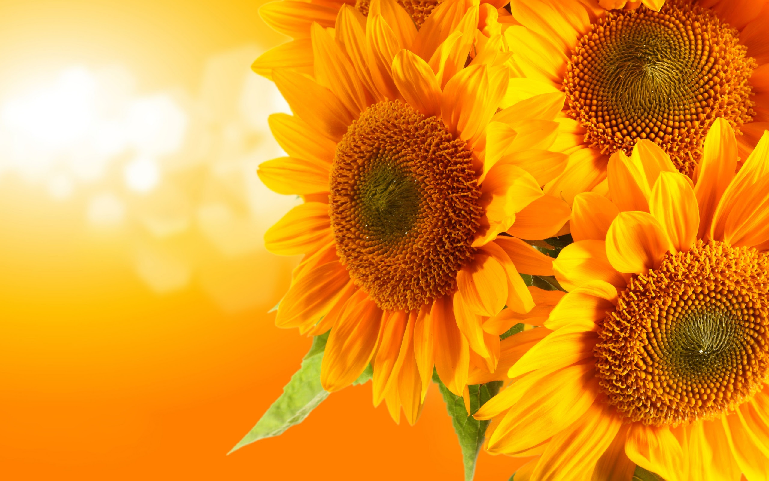 Download Orange Sunflower - Flowers Wallpaper (34611427) - Fanpop