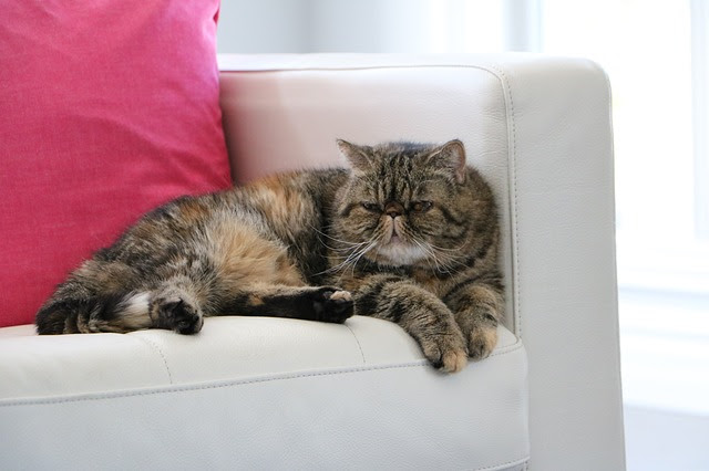 ブサカワ猫の種類4選 世界中のファンを魅了するブサカワ猫の魅力とは