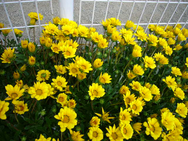 Green House 黄色い花