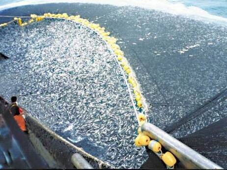 A Chilean purse seiner catches jack mackerel.