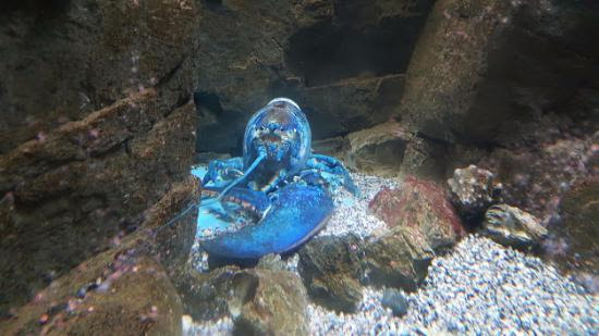 Blue Lobster - Picture of Shedd Aquarium, Chicago ...