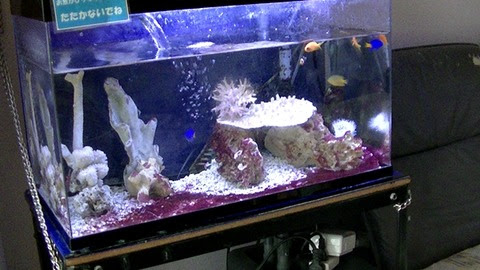 発生したシアノバクテリア どうすれば 良いのだよう シアノバクテリアについて 海水魚のパイオニア 日海センター 日海フィッシュコム