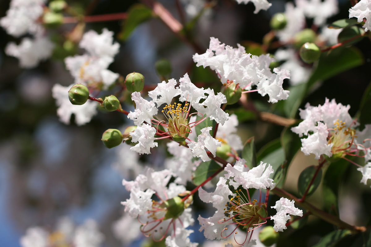 お花の写真集 サルスベリ 白