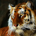Bengal Tiger 4K Tiger snow wallpapers amur siberian animals animal
wildlife tigers desktop suha derbent cool fast run cat nature hybrids
speed