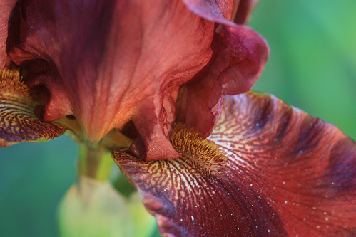 Macro Iris by kayaker1204