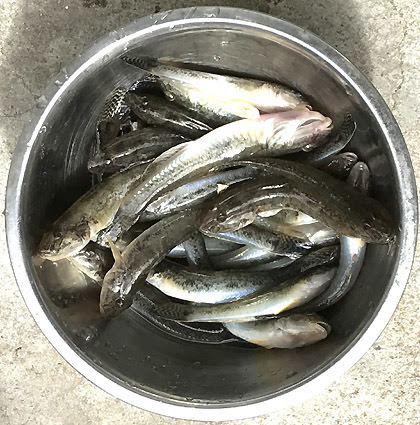 ハゼの唐揚げと天麩羅 釣りバカ男の手料理