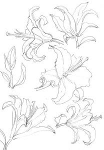 花のブログ 百合の形 描き方 塗り絵 塗り絵で癒し 風景画 花の絵