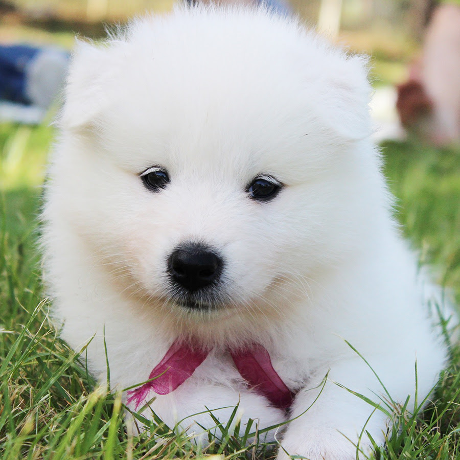 白くてふわふわの犬種５選