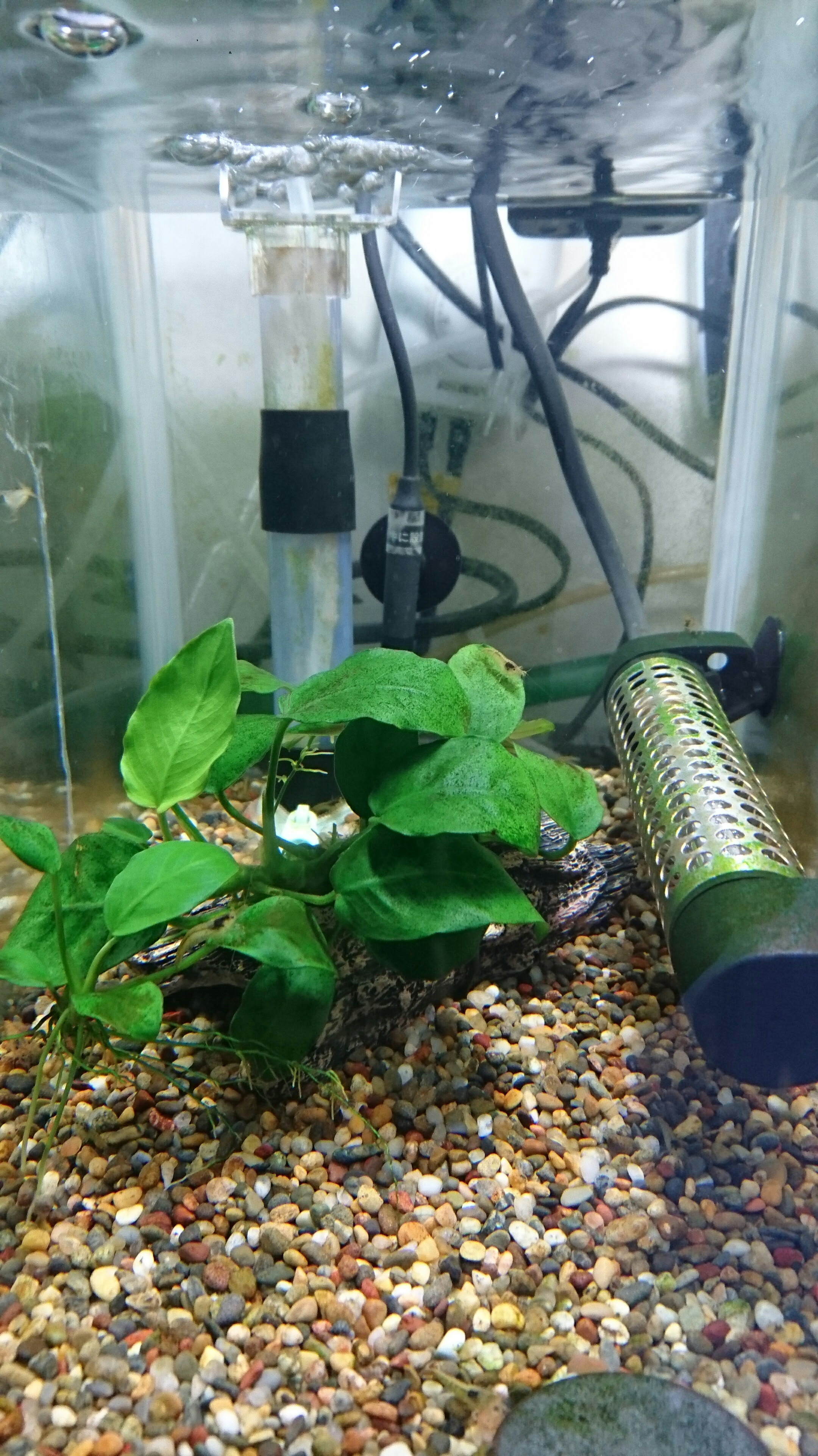 真っ黒ミナミヌマエビ 趣味アクアリウムの世界