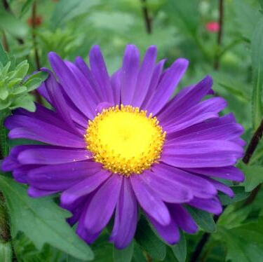 アスター エゾギク の育て方 ヤサシイエンゲイ