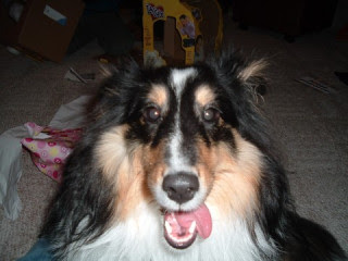 Sheltie Hair Cuts?: shelties — LiveJournal