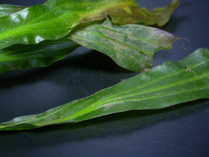 エキノドルス ウルグアイエンシス Sp 画像1 レヨンベールアクア