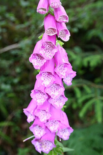 English: Foxglove Foxglove in hedgerow