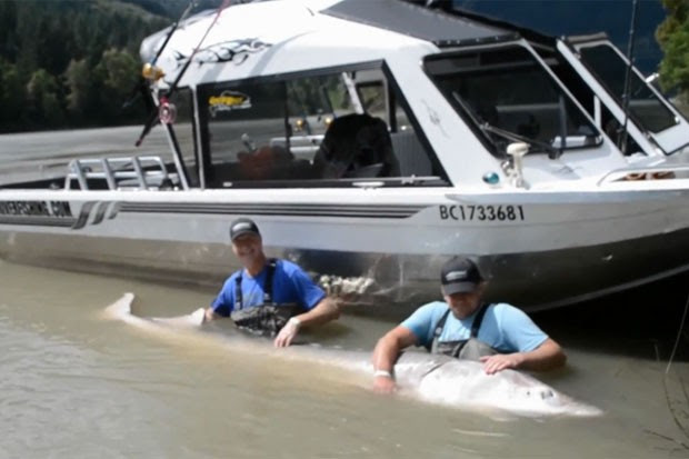 Paul Jarvis e seu pai fisgaram um enorme esturjão branco de 3,5 metros de comprimento e 399 quilos (Foto: Reprodução/YouTube/Great River Fishing Adventures)