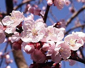 アンズ あんず 杏 の花言葉 花言葉事典