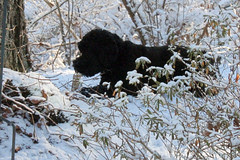 suzie with chewie  in the snow