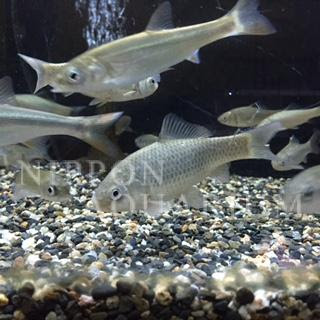 キンブナ 飼育方法 飼い方 餌 水温 混泳などについて 熱帯魚図鑑 熱帯魚の飼育 混泳 繁殖 病気など