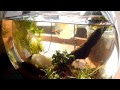 ボトルアクア アカヒレ 306072-ボトルアクア アカヒレ 餌