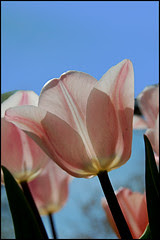 Backlit