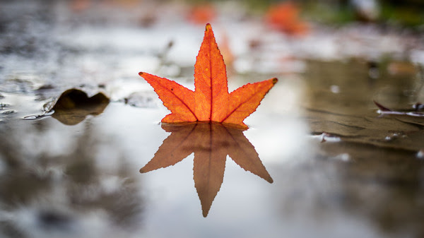 A fallen leaf reflects in a puddle in a park.