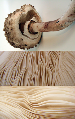 the mushroom pages