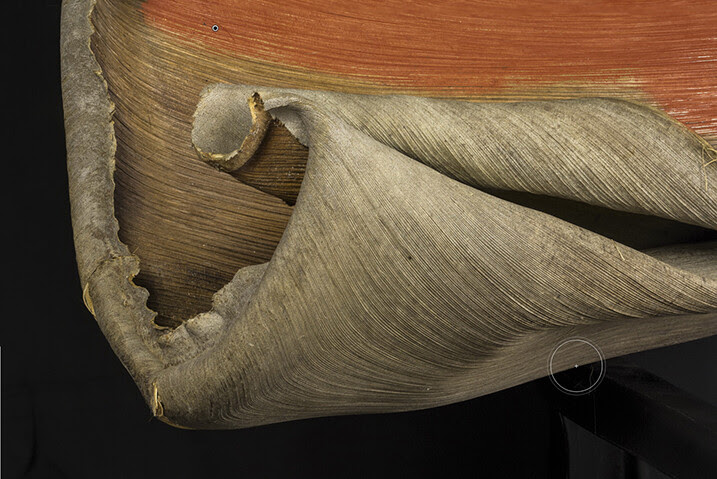 focus stacked image - location adjustments