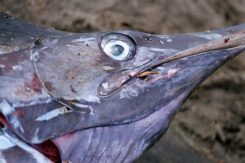 l'oeil du Marlin