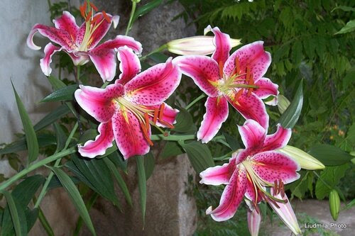 Лилия Лилия