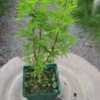 PlantFiles: Picture #3 of Japanese Maple 'Kurui jishi' (Acer palmatum)